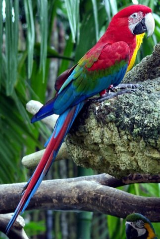 image macaw-red-and-green-macaw-green-winged-macaw-ara-chloroptera-2010-jpg