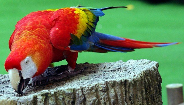 image macaw-scarlet-macaw-large-ara-macaw-ara-macao-1-2010-jpg