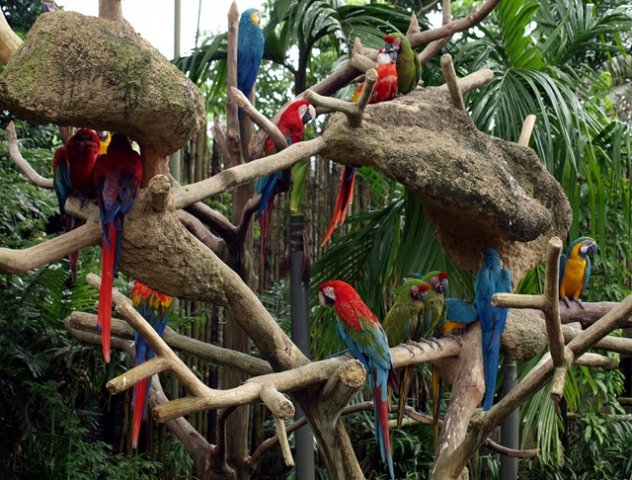 image macaws-ara-2010-jpg