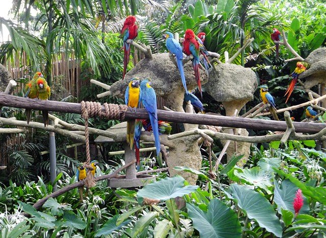 image macaws-ara-jbp-sg-2011-jpg
