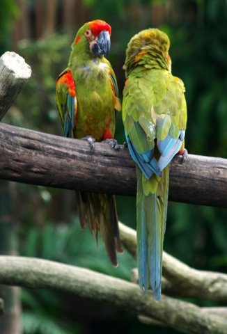image macaws-red-fronted-macaw-ara-rubrogenys-2-jbp-sg-2011-jpg
