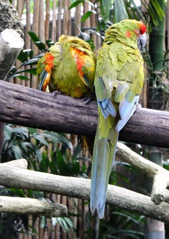 image macaws-red-fronted-macaw-ara-rubrogenys-3-jbp-sg-2011-jpg