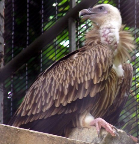 image malayan-griffon-vulture-gyps-himalayensis-2010-jpg