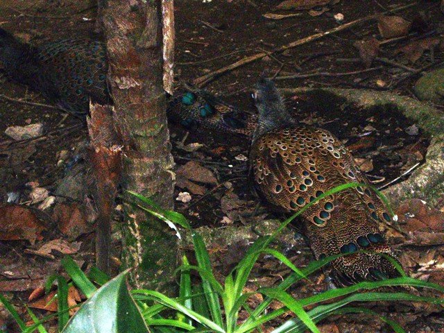 image malayan-peacock-pheasant-burung-merak-pongsu-polyplectron-malacense-jbp-sg-2011-jpg
