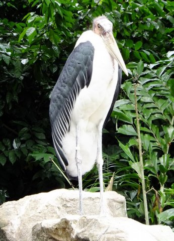 image marabou-stork-undertaker-bird-leptoptilos-crumeniferus-3-jbp-sg-2011-jpg
