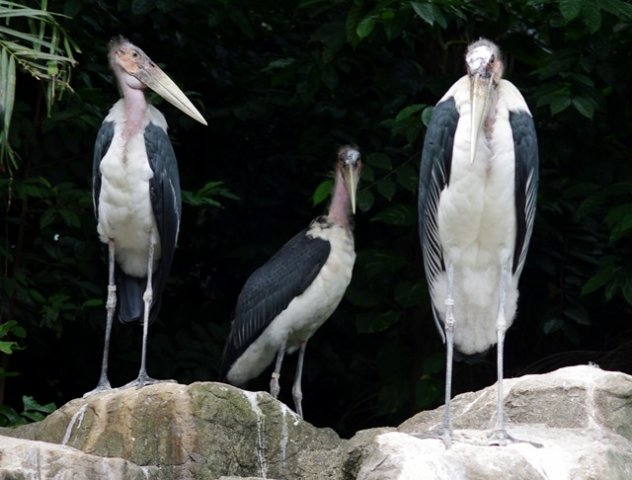 image marabou-storks-undertaker-birds-leptoptilos-crumeniferus-2-jbp-sg-2011-jpg