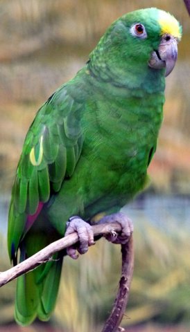 image mealy-amazon-or-mealy-parrot-amazona-farinosa-1-2010-jpg