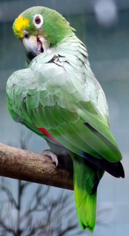 image mealy-amazon-or-mealy-parrot-amazona-farinosa-2-2010-jpg