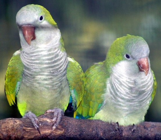 image monk-parakeet-quaker-parrot-myiopsitta-monachus-2010-jpg