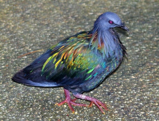 image nicobar-pigeon-punai-emas-caloenas-nicobarica-1-jbp-sg-2011-jpg