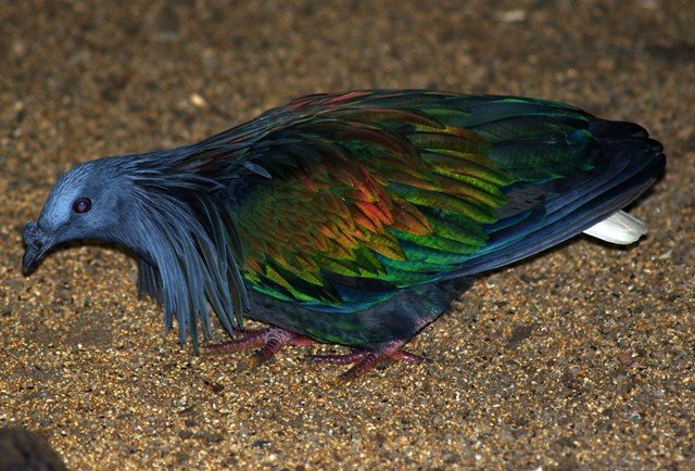 image nicobar-pigeon-punai-emas-caloenas-nicobarica-2-jbp-sg-2011-jpg