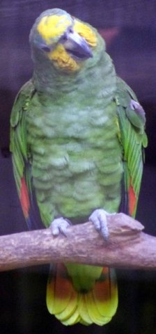 image orange-winged-amazon-amazona-amazonica-2010-jpg