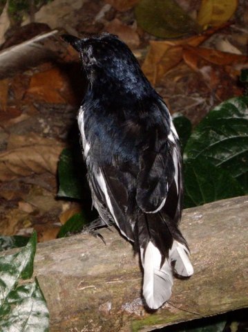 image oriental-magpie-robin-copsychus-saularis-2-jbp-sg-2011-jpg