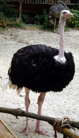 image ostrich-struthio-camelus-2010-jpg