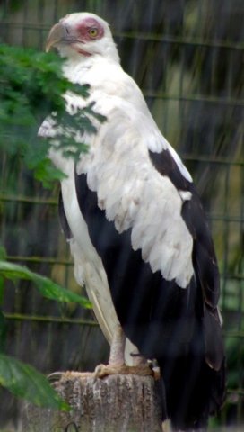 image palmnut-vulture-gypohierax-angolensis-2010-jpg