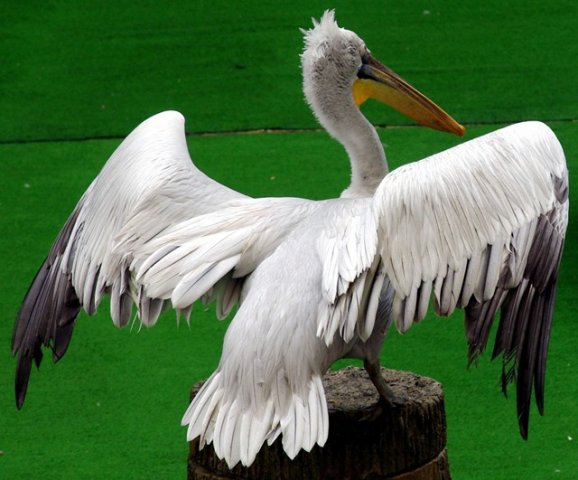 image pelican-dalmatian-pelican-pelecanus-crispus-2010-jpg