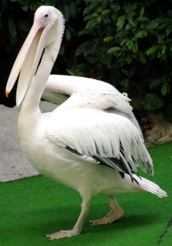 image pelican-great-white-pelican-eastern-white-pelican-pelecanus-onocrotalus-2010-jpg