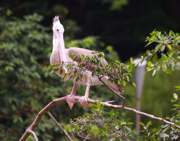 image pelican-perched-on-tree-branch-jbp-sg-2011-jpg