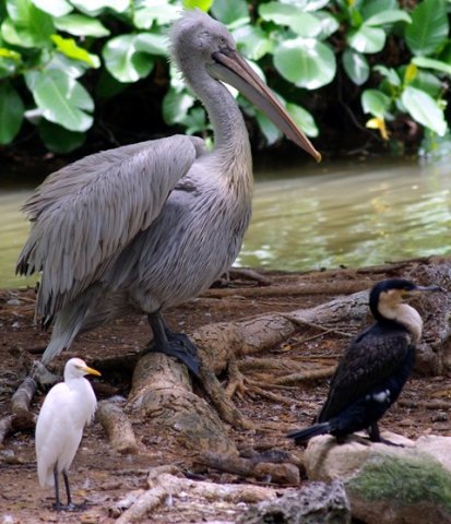 image pelican-cattle-egret-and-pied-cormorant-2010-jpg