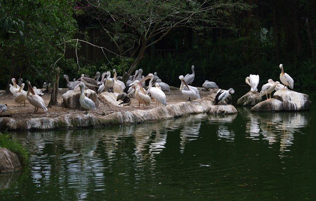 image pelicans-pelecanus-2-jbp-sg-2011-jpg