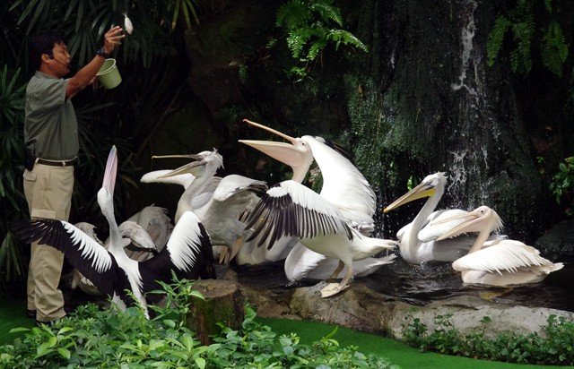 image pelicans-pelecanus-feeding-2010-jpg