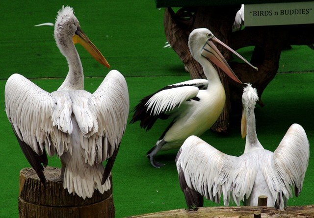 image pelicans-dalmation-pelicans-with-australian-pelican-pelecanus-conspicillatus-centre-2010-jpg