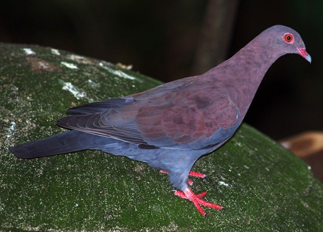image peruvian-pigeon-merpati-peru-patagioenas-oenops-jbp-sg-2011-jpg