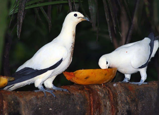 image pied-imperial-pigeon-pergam-rawa-ducula-bicolor-jbp-sg-2011-jpg