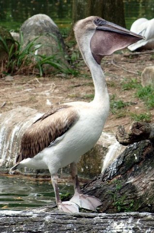image pink-backed-pelican-pelecanus-rufescens-2010-jpg