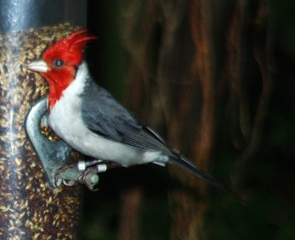 image red-crested-cardinal-burung-cardinal-berdada-merah-paroaria-coronata-jbp-sg-2011-jpg