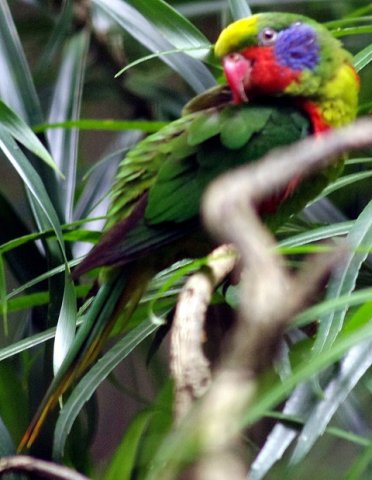 image red-flanked-lorikeet-charmosyna-placentis-2010-jpg