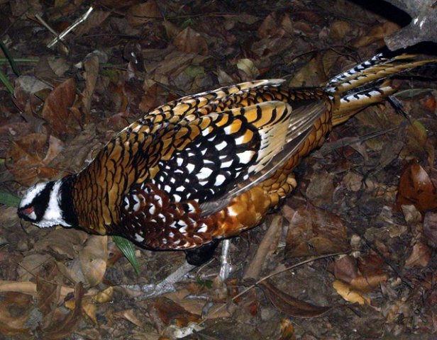 image reevess-pheasant-syrmaticus-reevesii-male-jbp-sg-2011-jpg