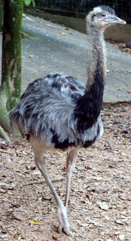 image rhea-south-american-ostrich-rhea-americana-1-2010-jpg