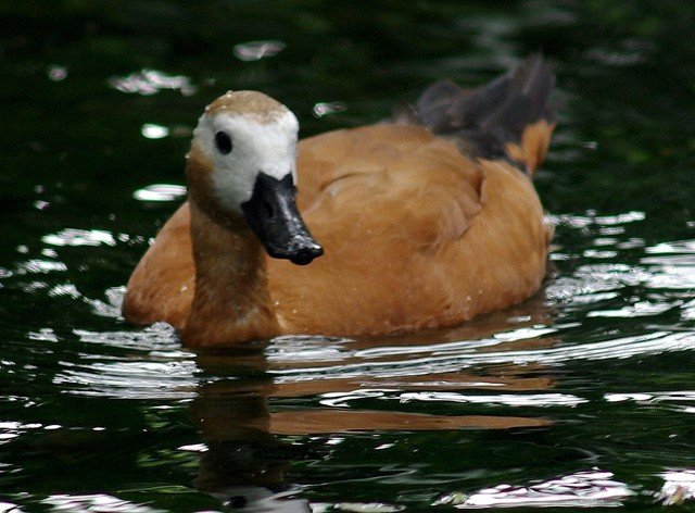 image ruddy-shelduck-brahminy-duck-tadoma-ferruginea-female-jbp-sg-2011-jpg
