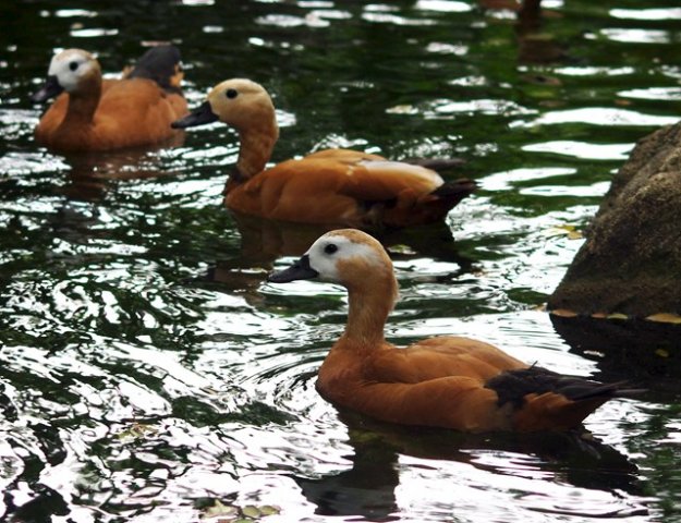 image ruddy-shelducks-brahminy-ducks-tadoma-ferruginea-male-is-between-2-females-with-black-ring-at-base-of-neck-jbp-sg-2011-jpg