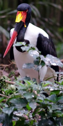 image saddle-billed-stork-ephippiorhynchus-senegalensis-2010-jpg