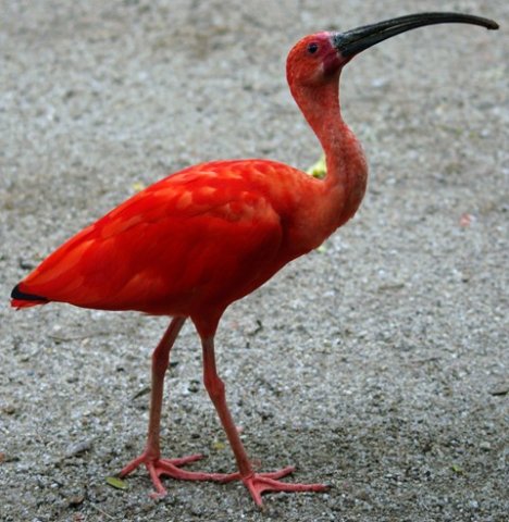image scarlet-ibis-eudocimus-ruber-2-2010-jpg