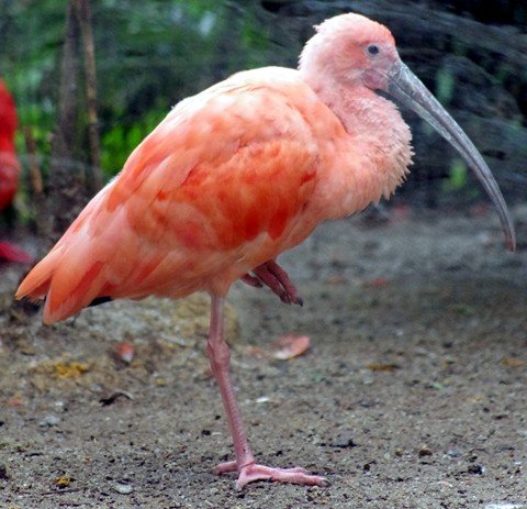image scarlet-ibis-eudocimus-ruber-3-juvenile-2010-jpg