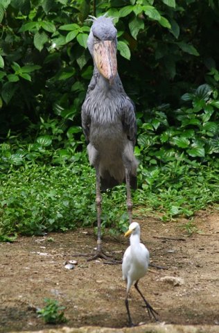 image shoebill-whale-headed-stork-balaeniceps-rex-2-jbp-sg-jpg