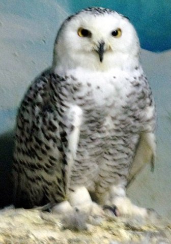 image snowy-owl-bubo-scandiacus-2010-jpg