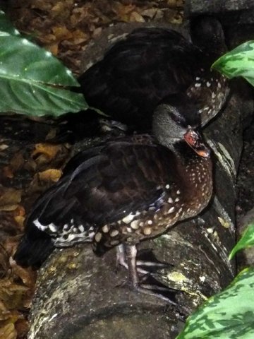 image spotted-tree-duck-belibis-totol-dendrocygna-guttata-1-jbp-sg-jpg
