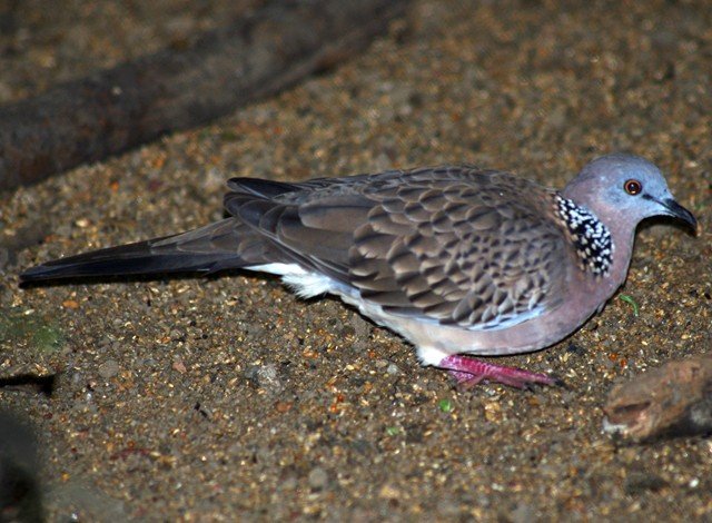image spotted-turtle-dove-spotted-dove-streptopelia-chinensis-jbp-sg-2011-jpg