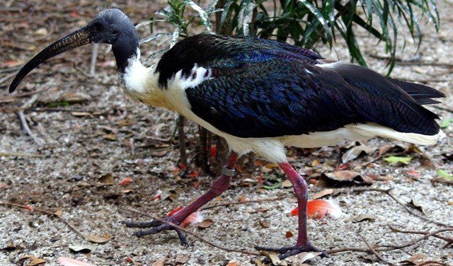 image straw-necked-ibis-threskiornis-spinicollis-2010-jpg