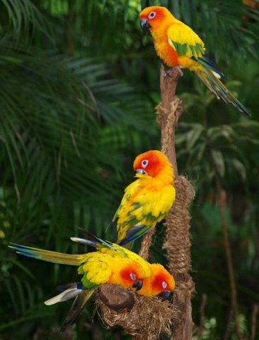 image sun-conure-sun-parakeet-aratinga-solstitialis-2010-jpg