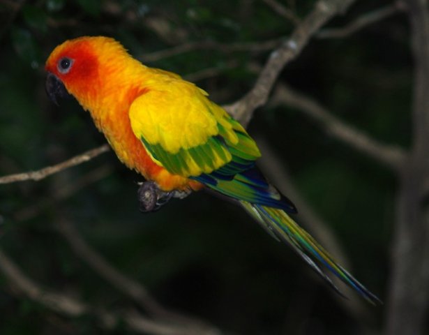 image sun-conure-sun-parakeet-nuri-matahari-aratinga-solstitialis-3-jbp-sg-2011-jpg