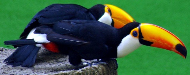 image toco-toucan-ramphastos-toco-1-2010-jpg