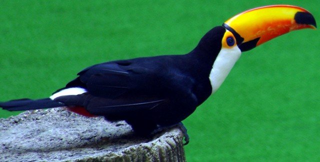 image toco-toucan-ramphastos-toco-2-2010-jpg