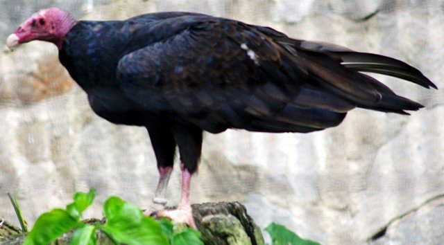 image turkey-vulture-cathartes-aura-2010-jpg