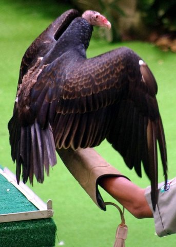 image turkey-vulture-cathartes-aura-named-ventura-1-2010-jpg