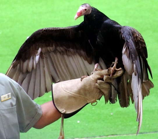 image turkey-vulture-cathartes-aura-named-ventura-2-2010-jpg